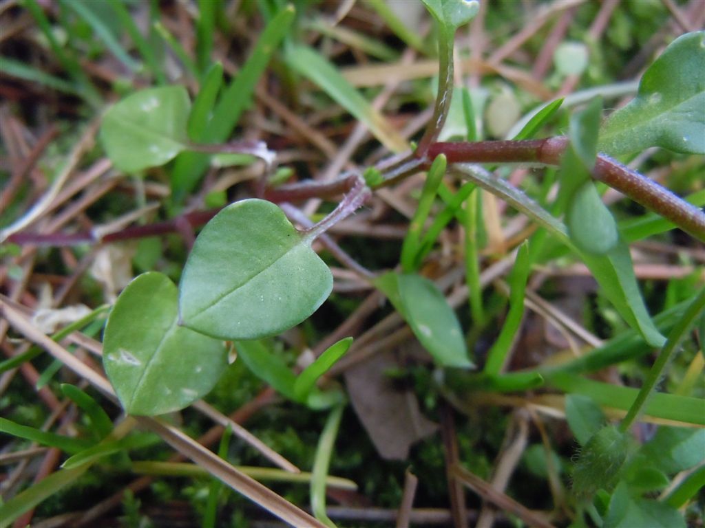 Stellaria media / Centocchio comune